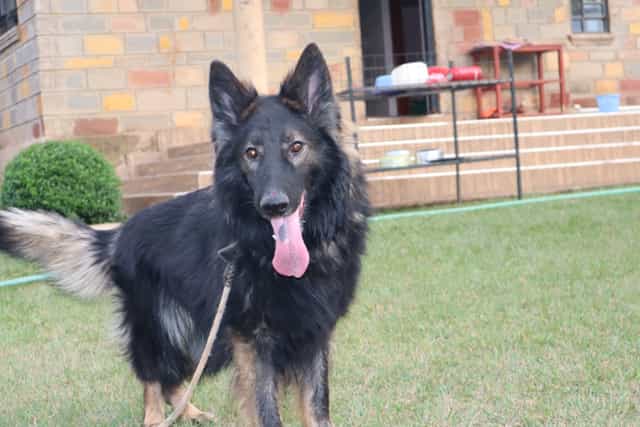 dog