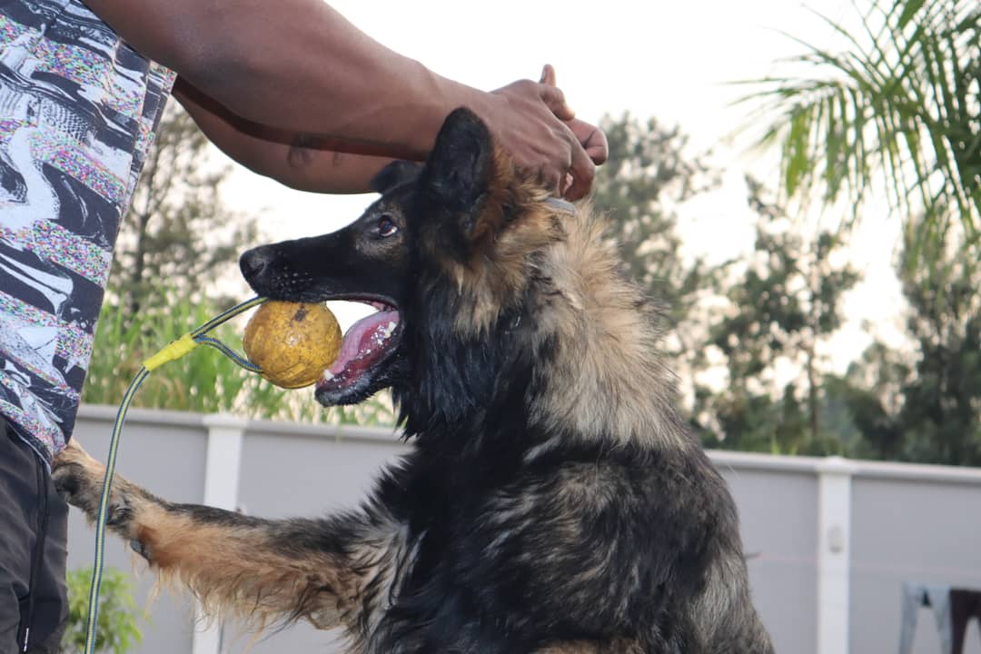 dog