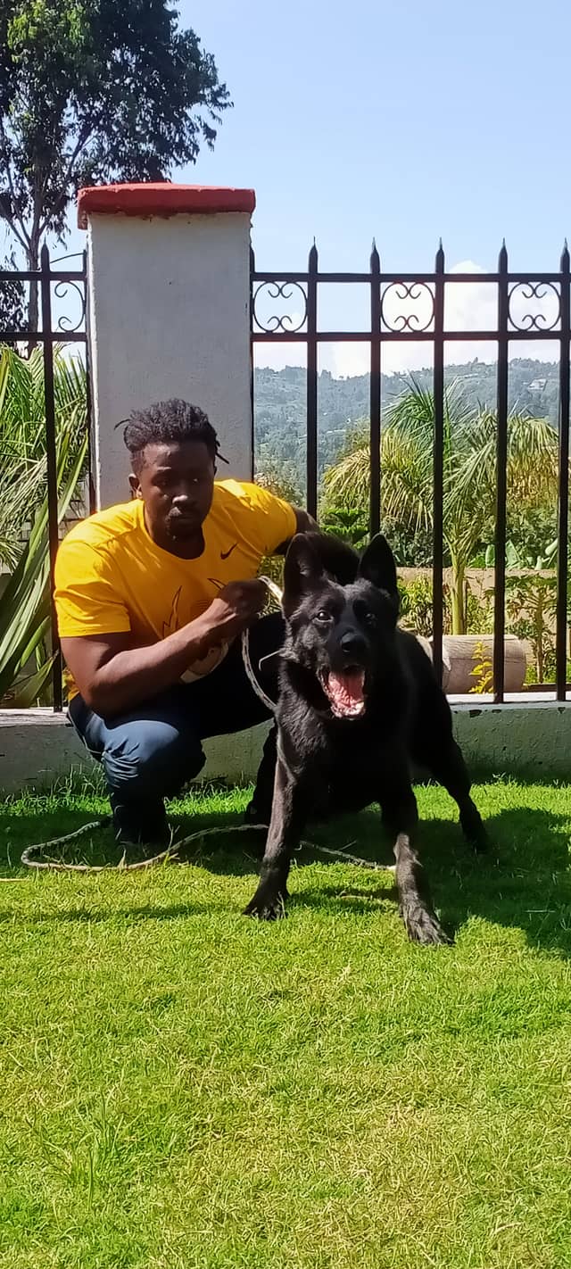 dog