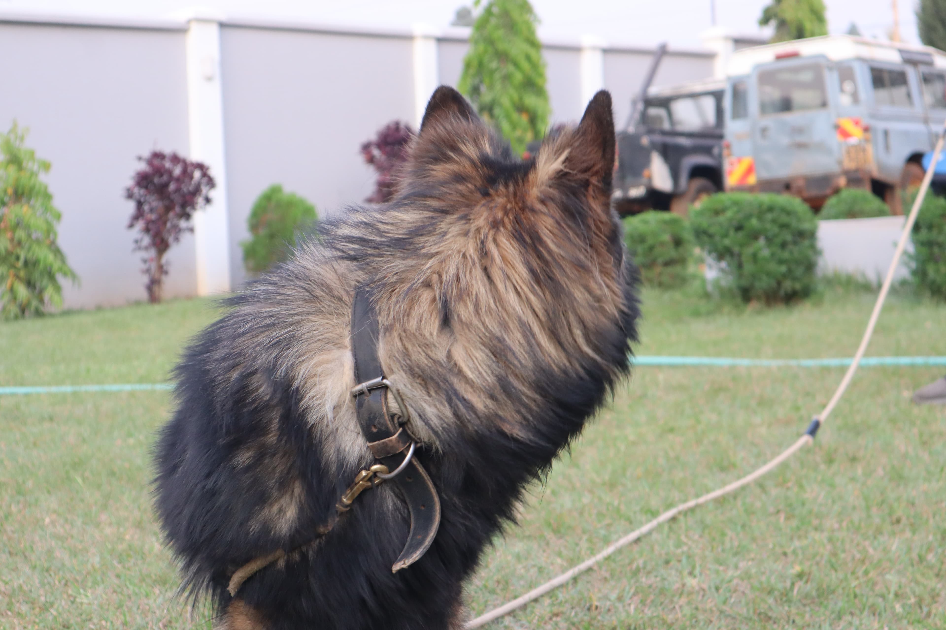 Dog Training