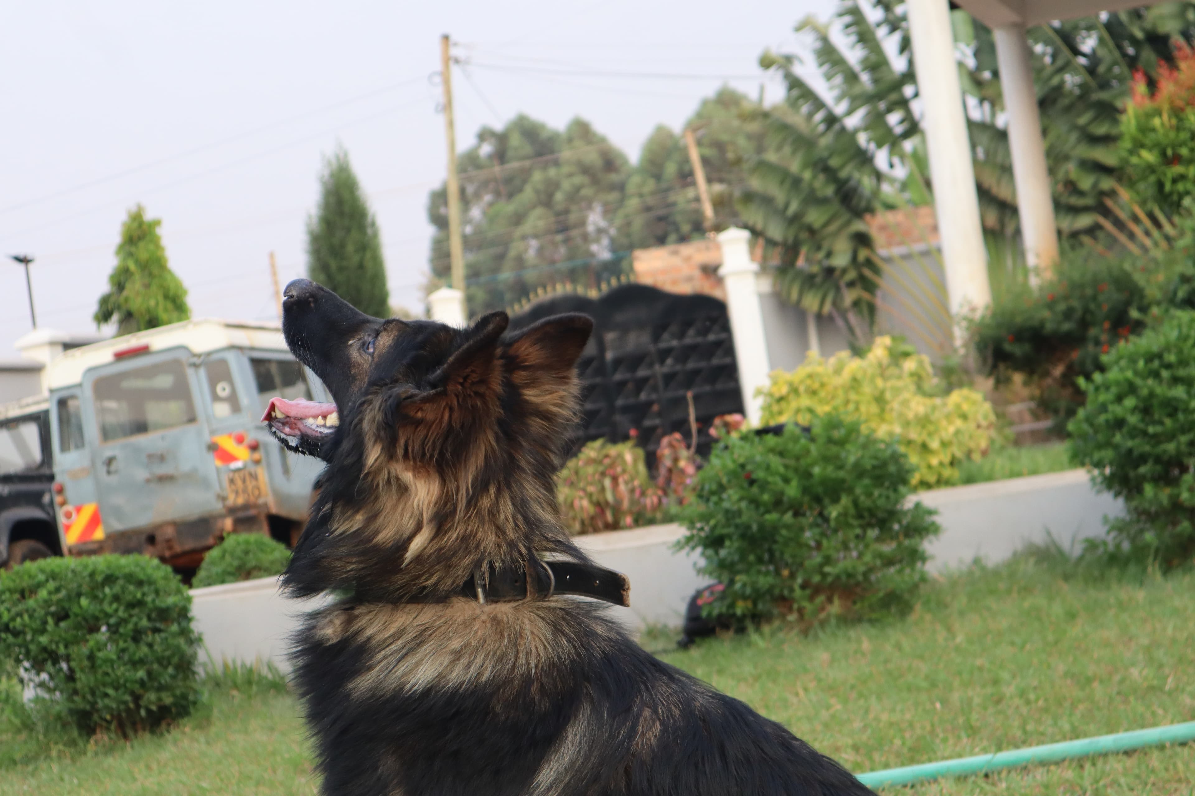 Dog Breeding