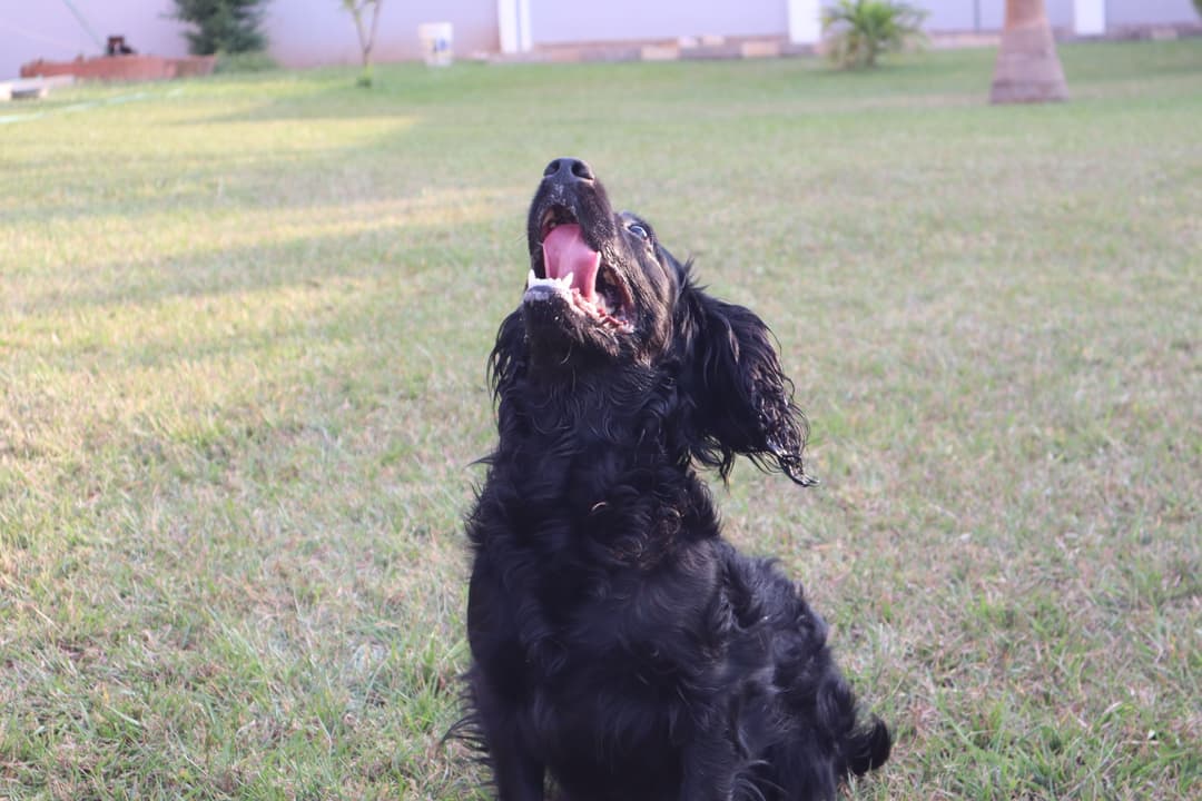 dog pet