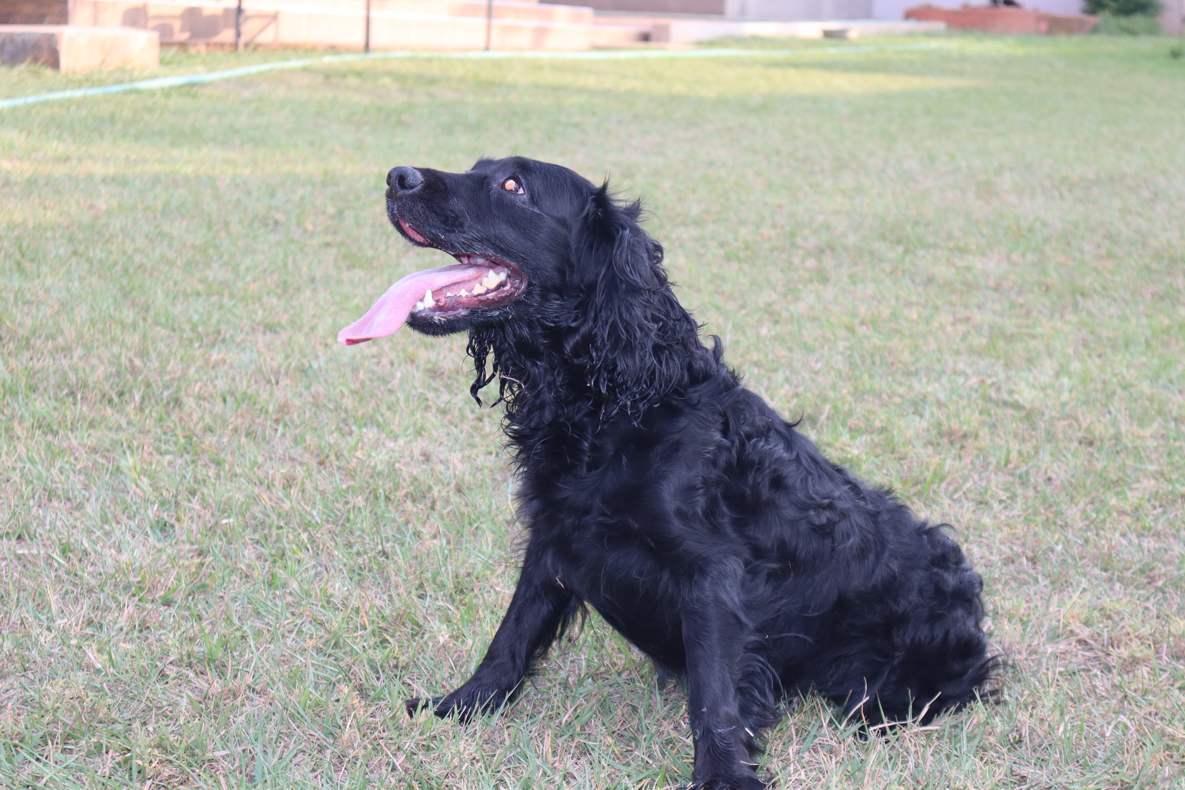 Handler Training